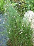 zdjęcie Ogrodowe Kwiaty Bawełna Trawy (Eriophorum), biały