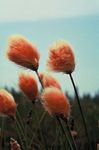 Cotton Grass