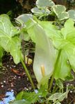 Fil Trädgårdsblommor Arum Italicum , grön