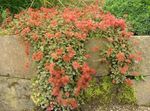 foto Flores do Jardim Nova Zelândia Burr (Acaena), vermelho