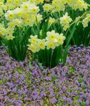 foto I fiori da giardino Mazus (Mazus reptans), lilla