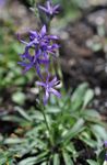 zdjęcie Ogrodowe Kwiaty Azineuma (Asyneuma), niebieski