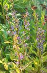 zdjęcie Ogrodowe Kwiaty Azineuma (Asyneuma), niebieski