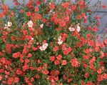 foto Flor Máscara (Alonsoa), vermelho