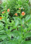 foto Flor Máscara (Alonsoa), laranja