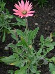 Photo Garden Flowers Cape Daisy, Monarch of the Veldt (Arctotis), pink