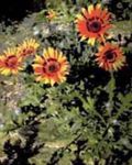 Foto Have Blomster Cape Daisy, Monark Af Veldt (Arctotis), appelsin