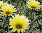 Foto Have Blomster Cape Daisy, Monark Af Veldt (Arctotis), gul