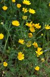 Bilde Hage blomster Anacyclus Radiatus , gul