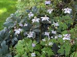 Foto Gartenblumen Falsche Anemone (Anemonopsis macrophylla), flieder