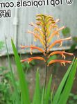 Pennants, African Cornflag, Cobra Lily