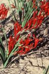 Foto Paavian Lill (Babiana, Gladiolus strictus, Ixia plicata), punane