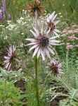 Purple Berkheya