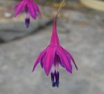 フォト 庭の花 サンゴの滴 (Bessera elegans), パープル