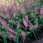 снимка Angelonia Серена, Лятна Snapdragon характеристики