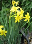 Photo Peruvian Daffodil, Perfumed Fairy Lily, Delicate Lily characteristics