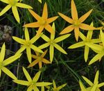 Flor Pavão Pintado, Estrelas Pavão