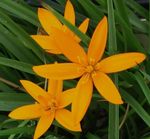 フォト 庭の花 塗装孔雀の花、孔雀の星 (Spiloxene), オレンジ