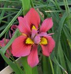 foto Flores do Jardim Moraea , vermelho