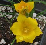 照 园林花卉 Romulea , 黄