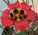 foto Flores do Jardim Romulea , vermelho