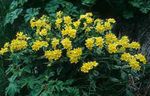Fil Trädgårdsblommor Arnebia (Arnebia  pulchra), gul