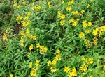 fotografie Gradina Flori Arnica (Arnica sachalinensis), galben