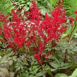 Astilbe, False Kozí Vousy, Fanal