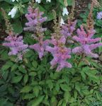 Photo Astilbe, Gabhar Bréagach Ar Féasóg, Fanal saintréithe