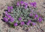 Photo Garden Flowers Astragalus , purple