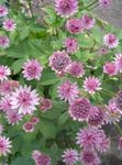 Photo Garden Flowers Masterwort (Astrantia), pink