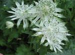Photo Garden Flowers Masterwort (Astrantia), white