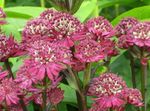 Photo Garden Flowers Masterwort (Astrantia), burgundy