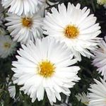 fotografie Záhradné kvety Astra (Aster), biely