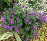 mynd New England Aster einkenni