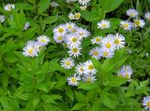 Foto Vrtne Cvjetovi Alpski Astra (Aster alpinus), jorgovana