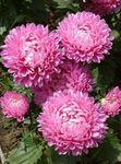 Photo Garden Flowers China Aster (Callistephus chinensis), pink