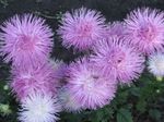 foto Flores do Jardim China Aster (Callistephus chinensis), lilás