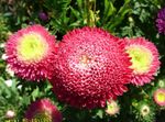 φωτογραφία Λουλούδια κήπου Κίνα Aster (Callistephus chinensis), κόκκινος