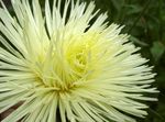 Foto Dārza Ziedi China Aster (Callistephus chinensis), dzeltens