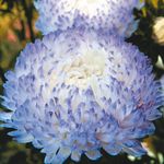 Photo Garden Flowers China Aster (Callistephus chinensis), light blue