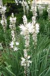 foto I fiori da giardino Asfodelo Bianco (Asphodelus), bianco