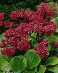 Фото Бақша Гүлдер Тасжарған (Bergenia), қызыл