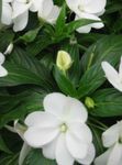 Nuotrauka Sodo Gėlės Kantrybė Augalas, Balzamas, Jewel Piktžolių, Užimtas Lizzie (Impatiens), baltas
