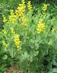 Photo Garden Flowers False indigo (Baptisia), yellow