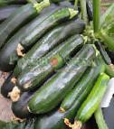 foto Le zucchine la cultivar Fermer Stargrin F1