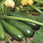 foto Le zucchine la cultivar Kora F1