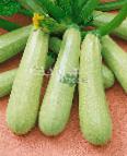 foto Le zucchine la cultivar Nevira F1