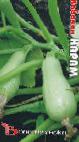 foto Le zucchine la cultivar Karam