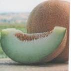 zdjęcie Melon gatunek Anzer F1